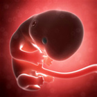 foetus bebe 2 mois