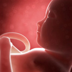 foetus bebe 6 mois