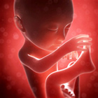 foetus bebe 7 mois