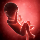 foetus bebe 8 mois