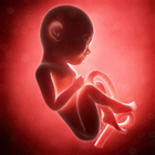 foetus bebe 9 mois